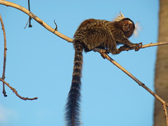 longtail keyword 1